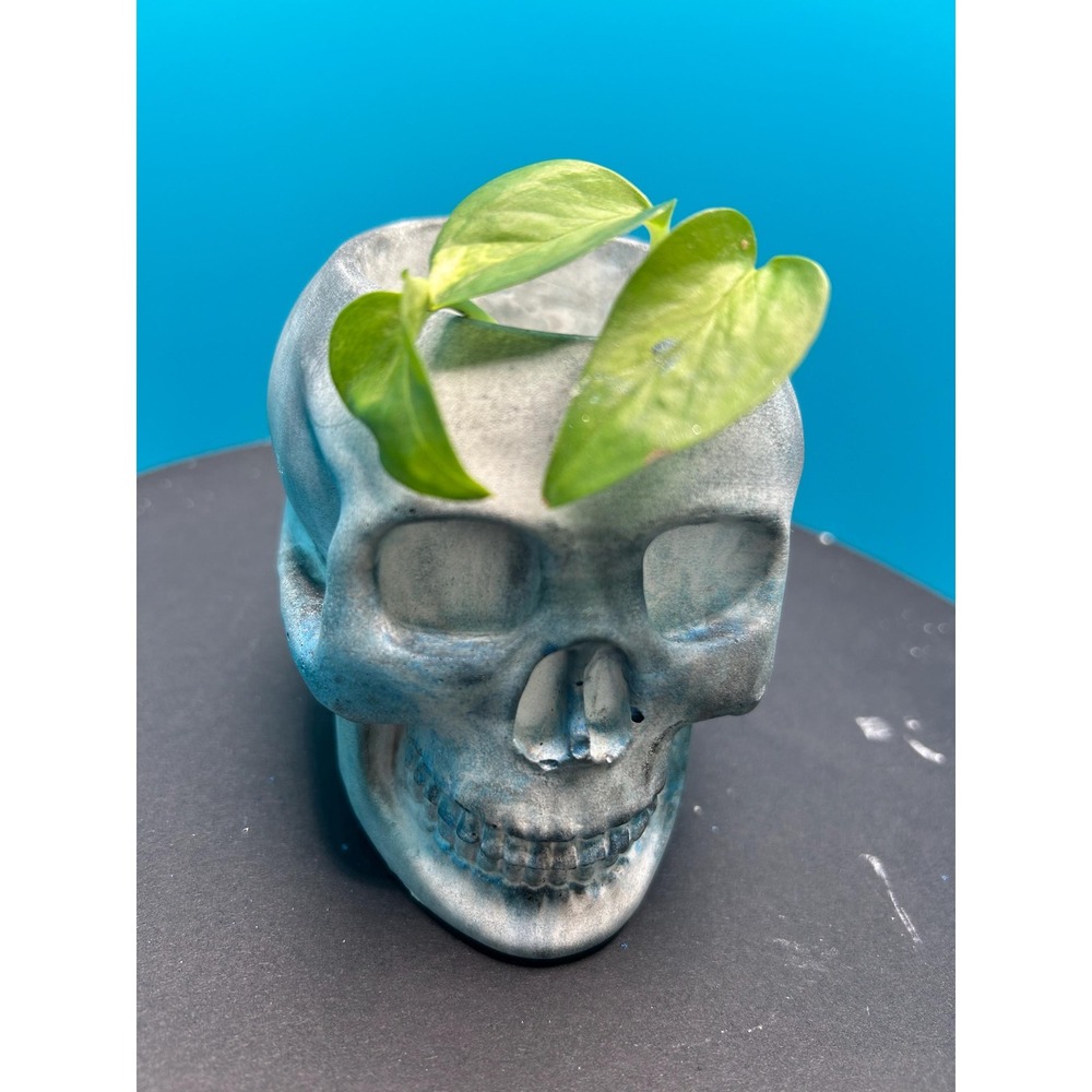 Skull Concrete Planter – Handmade Cement Succulent Pot, Handmade In Texas - Picture 5 of 6
